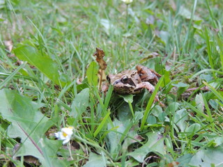 Grasfrosch (Rana temporaria)