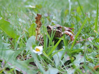 Grasfrosch (Rana temporaria)
