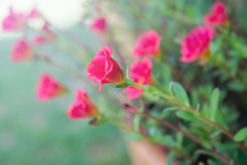 beautiful of portulaca oleracea flower