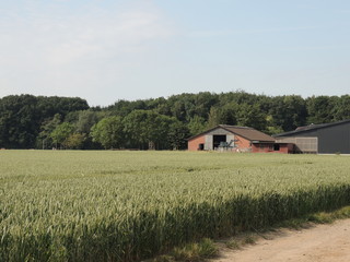 Obraz premium Traditionelle Landwirtschaft am Niederrhein bei Wickrath