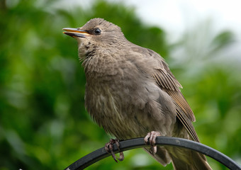 Young Starling.