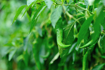 Obraz premium green pepper plants in growth at vegetable garden