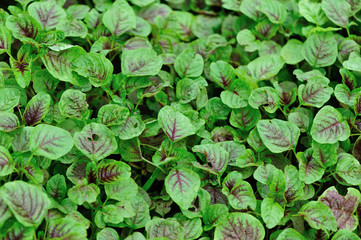 Fototapeta premium Edible amaranth grow in vegetable garden