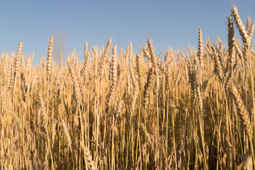 Ears of wheat growing on the field