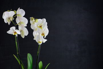 Naklejka na ściany i meble two white orchid flowers