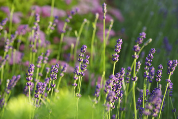 Fresh lavender background