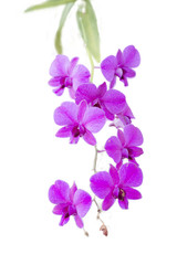 Fototapeta na wymiar Purple Orchid Bouquet , Isolated on white