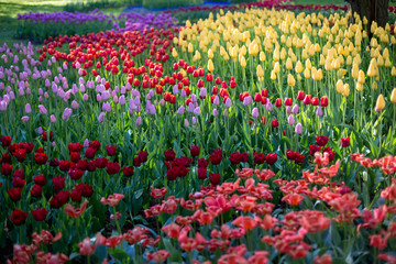 Spring tulips in the park. Flower lawns