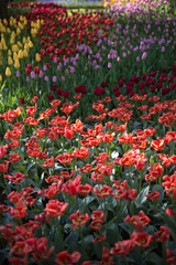 Spring tulips in the park. Flower lawns