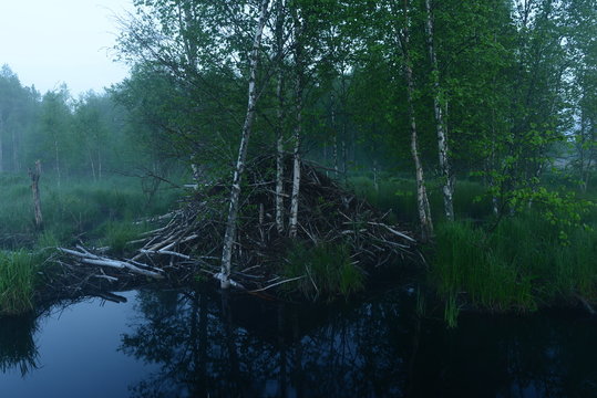Time before dawn hut beaver in a light misty haze