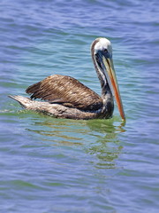 pelicans on beach
