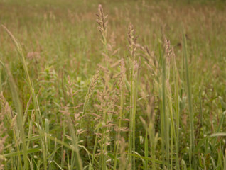 Summer Meadow
