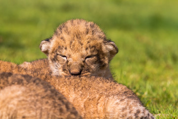 Four very small lion cubs are tired © askaternoy