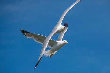 Die Möwe