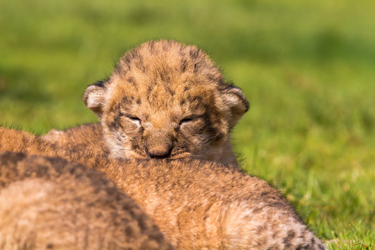 Four very small lion cubs are tired