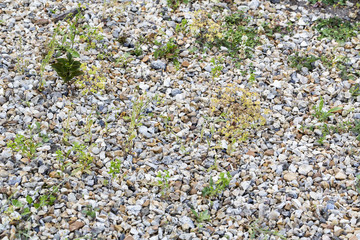 Weeds pests parasites in gravels