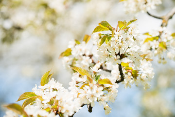 close-up branch of an apple, pear, cherry tree