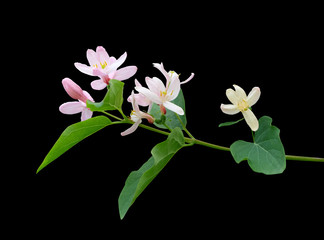 A branch of blossoming honeysuckle isolated on a black background.