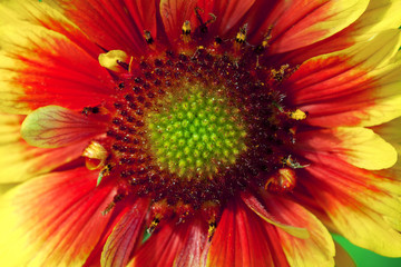 Beautiful single isolated garden flower. Abstract background. Space in background for copy, text, your words. 