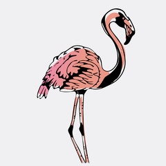 Hand-drawn pencil graphics, bird, flamingo. Engraving, stencil style.