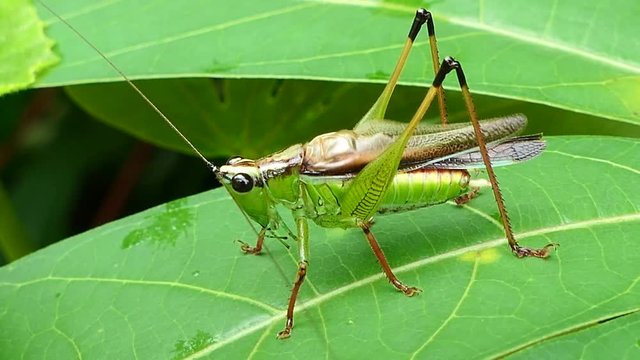 Conehead Grasshopper (Neoconocephalus melanorhinus) in tropical rain forest.