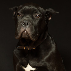 Puppy age 3 months of Cane Corso of black color, on a black background