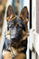 Puppy German Shepherd 5 months female