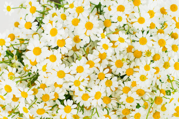 close-up daisy background