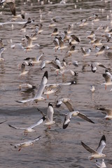 Seagull