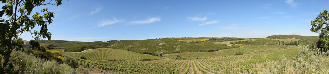Fototapeta na wymiar Panoramique, environs de Calce, Pyrénées orientales, Corbières catalanes, vignes