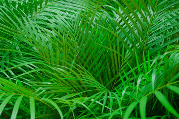 Closeup of tropical palms leaves.