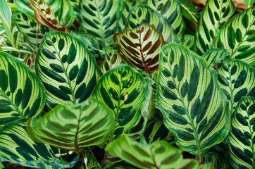 Peacock plants (Calathea makoyana)