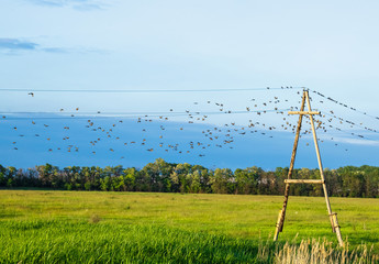 Fototapeta na wymiar A flock of swallows in flight over the field.
