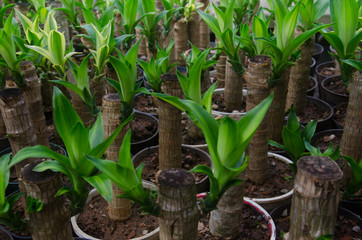 Tronco del brasil, palo de la felicidad (Dracaena fragans) en maceteros, close-up.