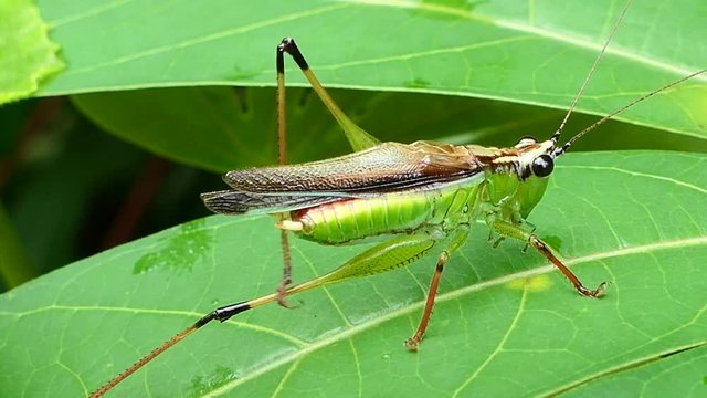 Conehead Grasshopper (Neoconocephalus melanorhinus) in tropical rain forest.
