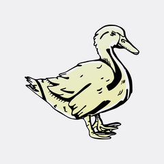 Hand-drawn pencil graphics, duck. Engraving, stencil style. 