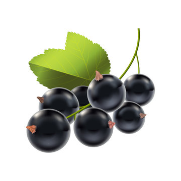 Realistic Detailed Ripe Black Berry Currant. Vector