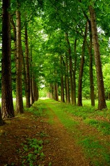 Naklejka premium Spring larches avenue.Vertical spring photo from South Bohemia, Czech Republic