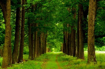 Spring larches avenue.Vertical spring photo from South Bohemia, Czech Republic