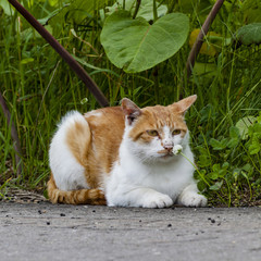 シロツメクサと野良猫