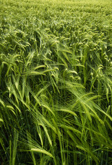 Barley field with gold light in Hallertau (Bayern, Germany)
