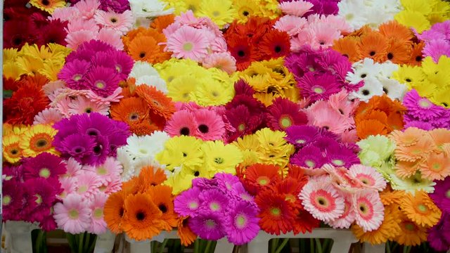 887_Colorful_fresh_flowers_for_the_aution.mov
