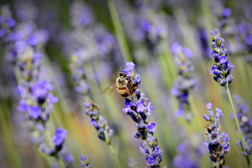 bee on lavender