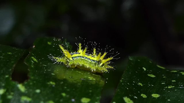 Nettle Caterpillar (Parasa lepida) crawling on leaves in tropical rain forest. Its fur is poisonous.
