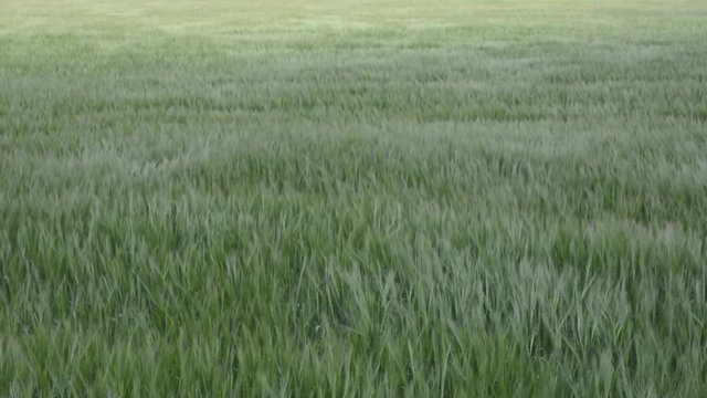 Getreidefeld im Wind- und Lichtspiel