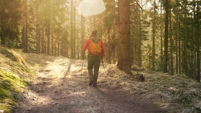 Crane shot of a man walking with poles in the woods.

