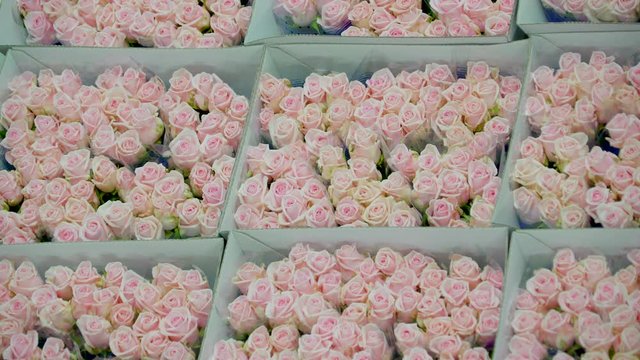 890_Fresh_peach_rose_flowers_in_the_auction.mov