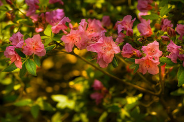 Naklejka na ściany i meble Spring bloom of rhododendron flowers