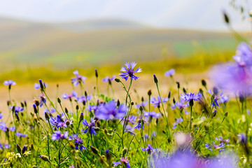 Field of cornflowers with depth of field