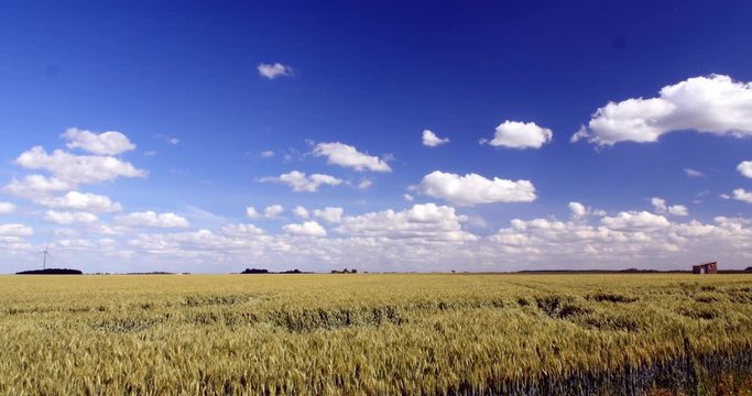 Champs de c&eacute;r&eacute;ales Nuages sur fond de ciel bleu avec nuages blancs